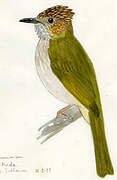 Mountain Bulbul