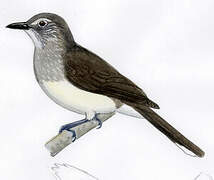 Swamp Palm Bulbul