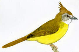 White-throated Bulbul