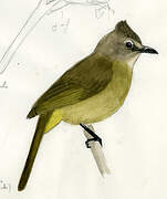 Flavescent Bulbul