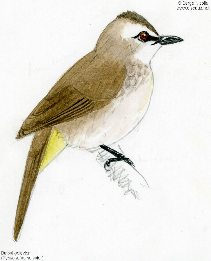 Bulbul goiavier, identification