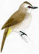 Yellow-vented Bulbul