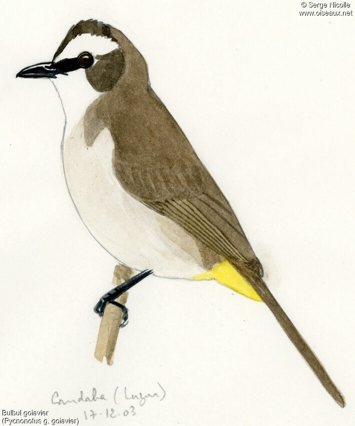 Yellow-vented Bulbul, identification