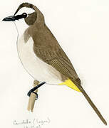 Yellow-vented Bulbul