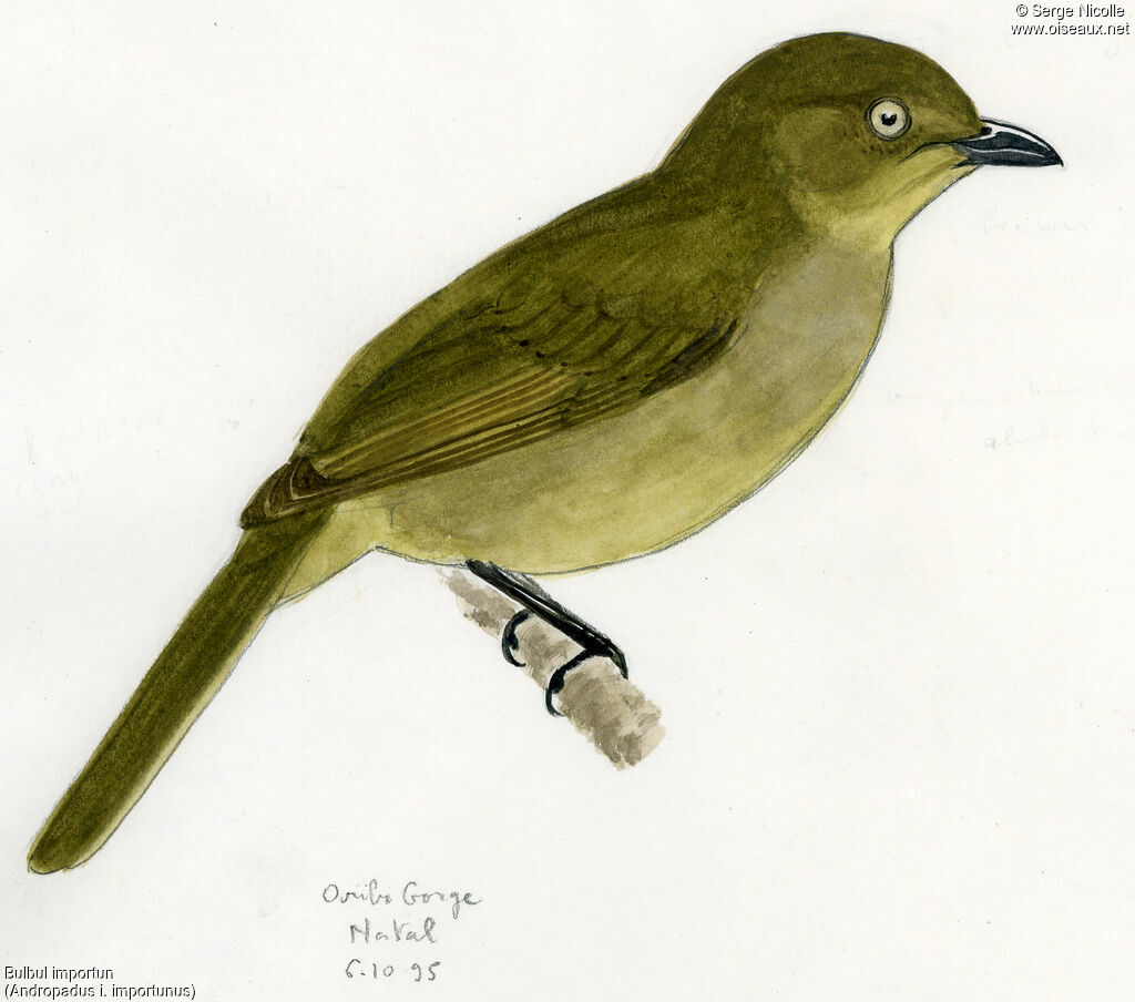 Sombre Greenbul, identification