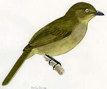 Sombre Greenbul