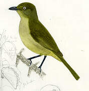 Sombre Greenbul