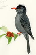 Black Bulbul