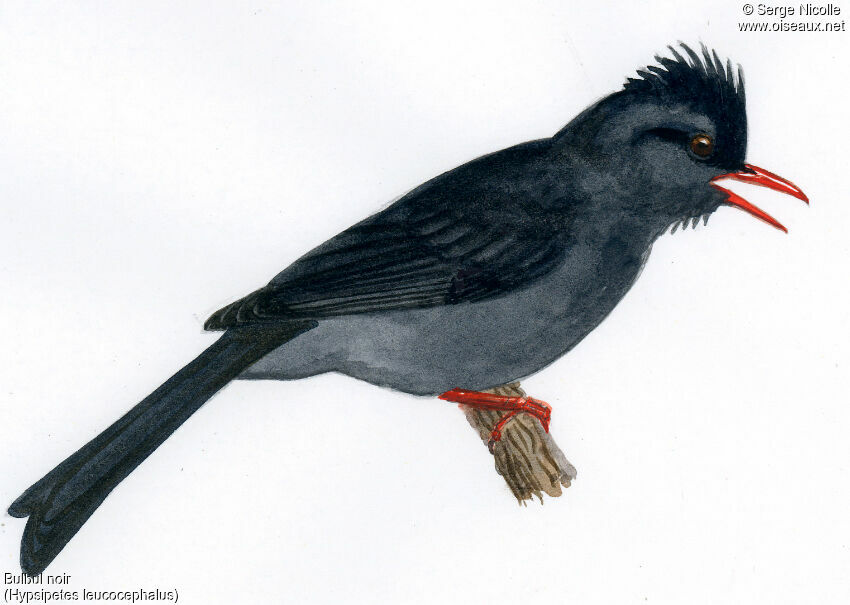 Bulbul noir, identification