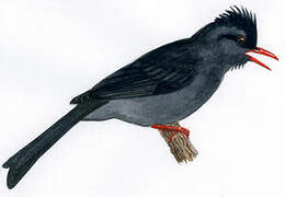 Black Bulbul