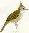 Bulbul ocré