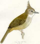 Ochraceous Bulbul