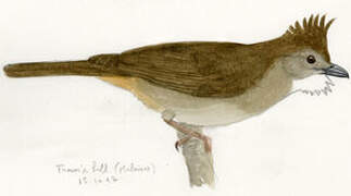 Ochraceous Bulbul