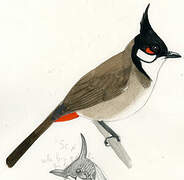 Red-whiskered Bulbul