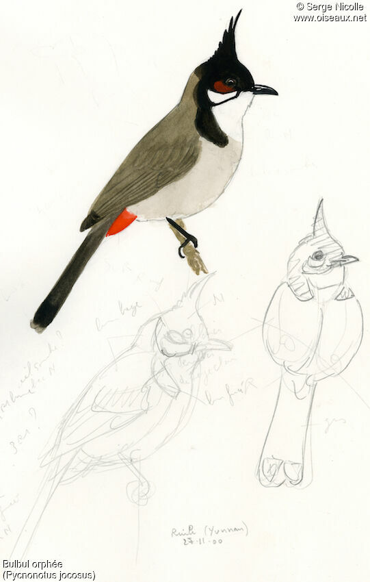 Red-whiskered Bulbul, identification