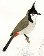 Red-whiskered Bulbul