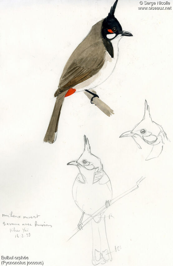 Red-whiskered Bulbul, identification