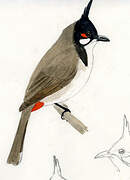 Red-whiskered Bulbul