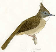 Puff-throated Bulbul