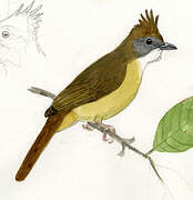 Puff-throated Bulbul