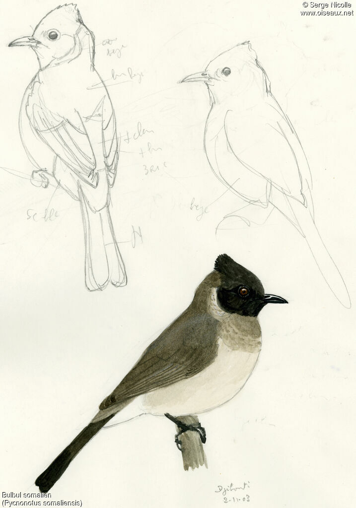 Somali Bulbul, identification