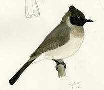 Somali Bulbul