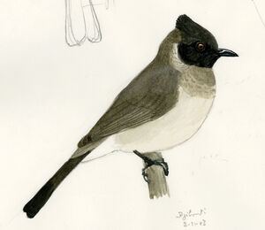 Bulbul somalien