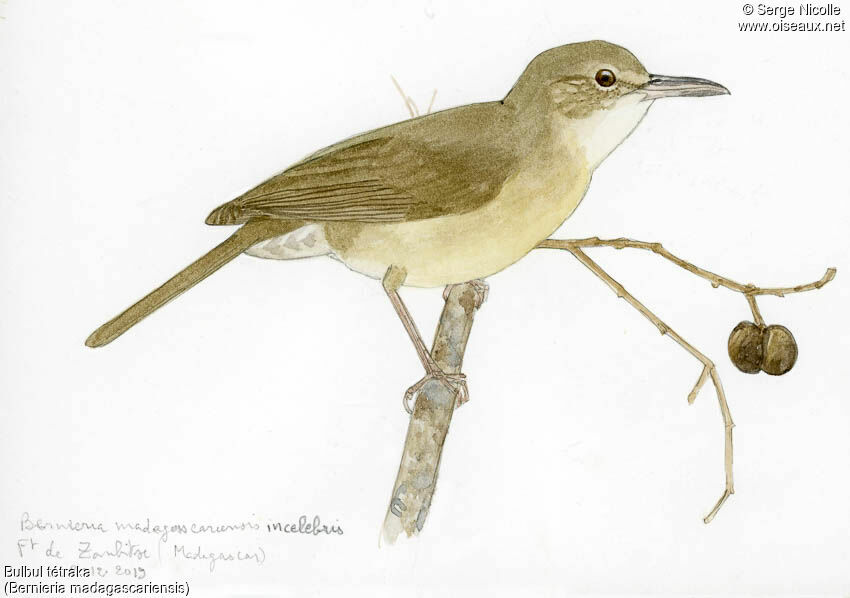 Long-billed Bernieria, identification