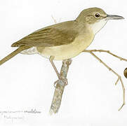 Long-billed Bernieria