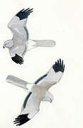 Northern Harrier