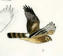 Northern Harrier