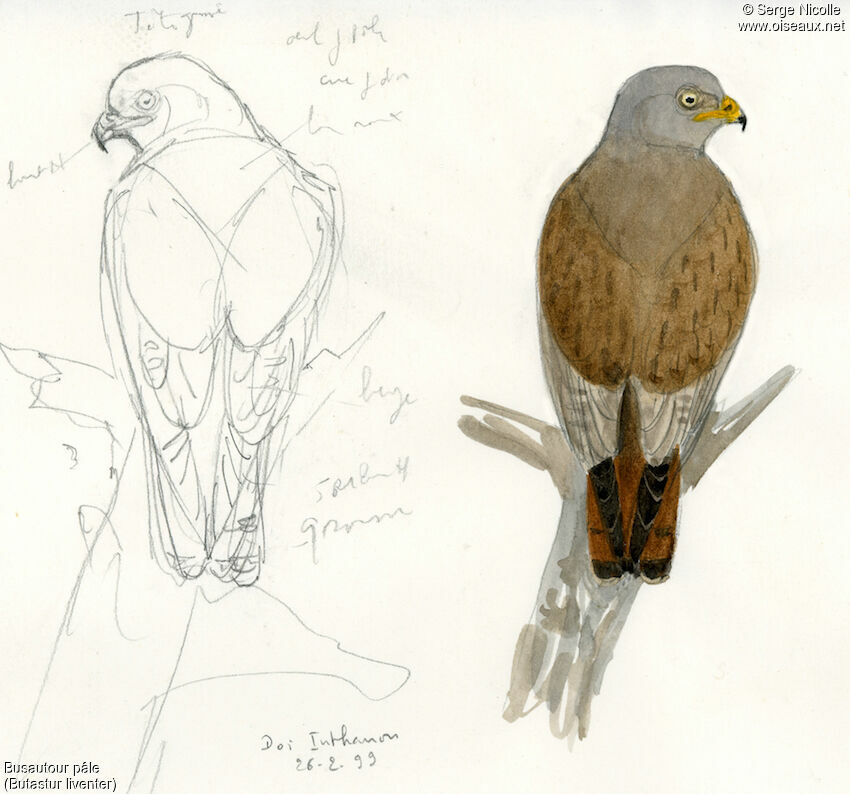 Rufous-winged Buzzard, identification