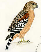 Red-shouldered Hawk