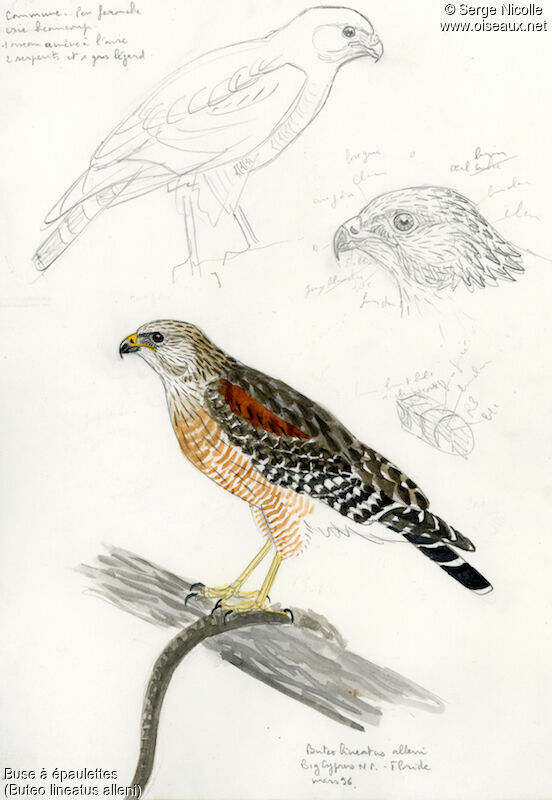 Red-shouldered Hawk, identification