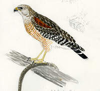 Red-shouldered Hawk