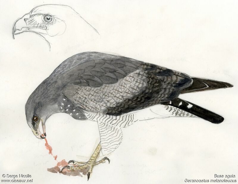 Black-chested Buzzard-Eagle, identification