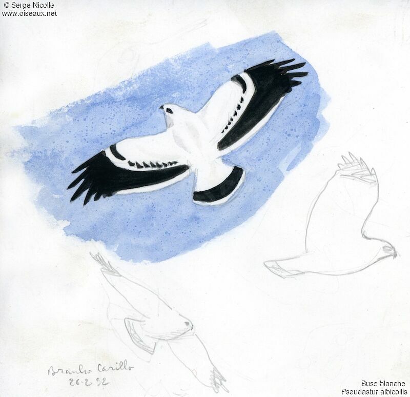 White Hawk, identification