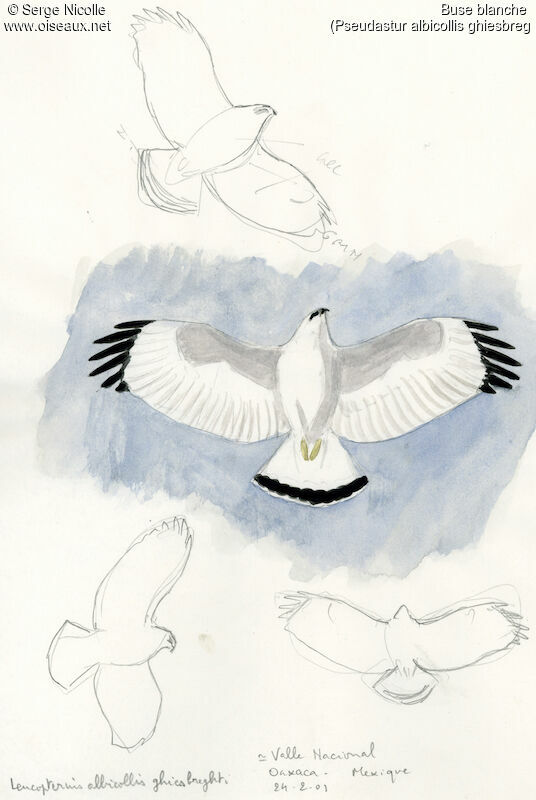 White Hawk, identification
