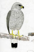 Grey-lined Hawk