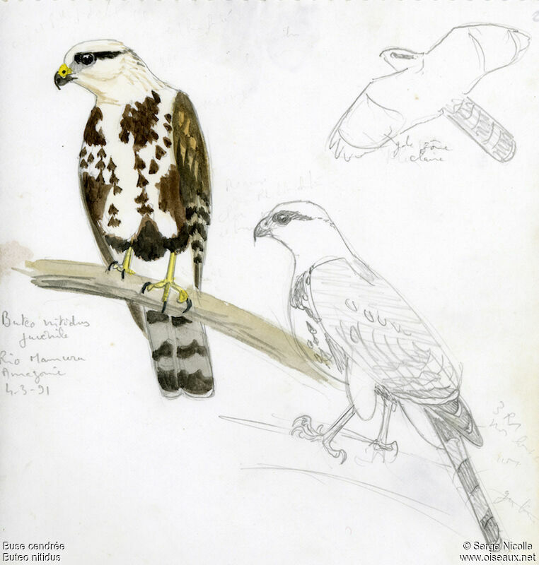 Grey-lined Hawkjuvenile, identification