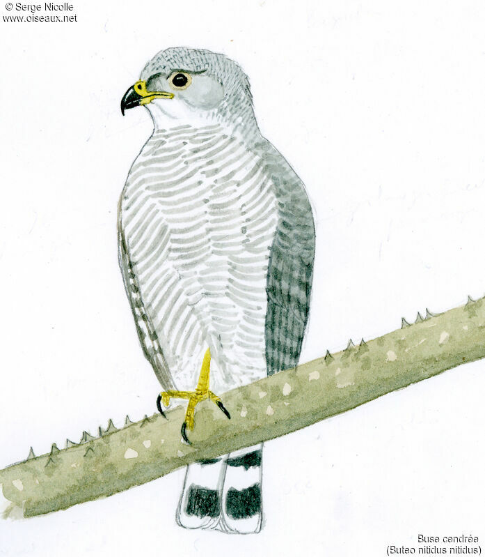 Grey-lined Hawk, identification