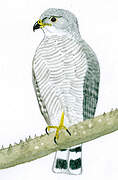 Grey-lined Hawk