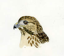 Eastern Buzzard