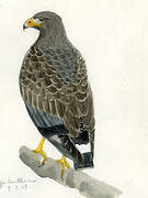 Cuban Black Hawk