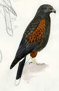 Harris's Hawk