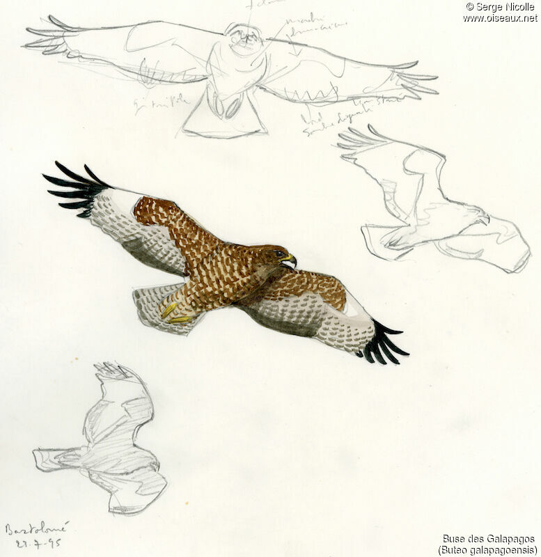 Galapagos Hawk, identification