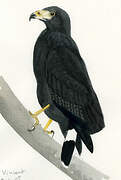 Common Black Hawk