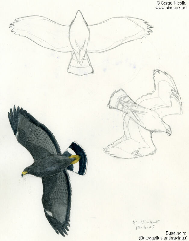 Common Black Hawk, identification