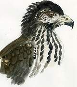 Common Black Hawk