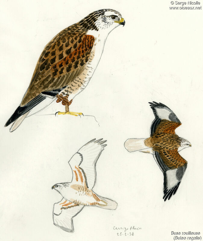 Ferruginous Hawk, identification